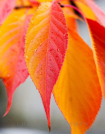 Autumn Leaf (2008)