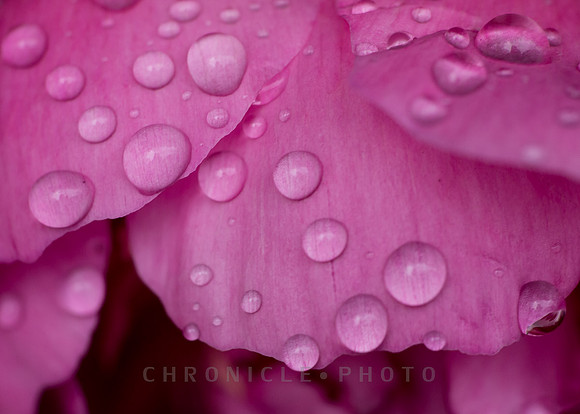 Peony (2012)