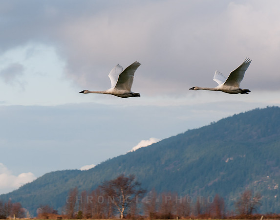 Migrating Swans, Fir Island (2010)